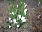 Blumen