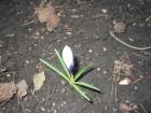 Blumen