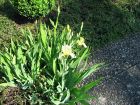 Blumen