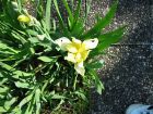 Blumen